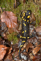 The European Fire Salamander ont the moss and dry leaves
