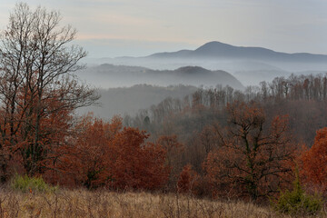 Obraz na płótnie Canvas Foggy winter landscape with trees