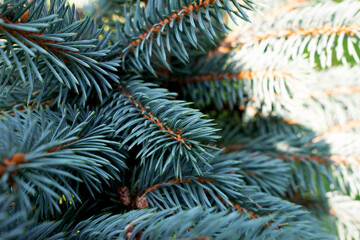 Naklejka na ściany i meble Blue spruce branches, closeup