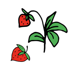 Red strawberries with green leaves on a white background. Scribble. Vector illustration. Hand drawing.