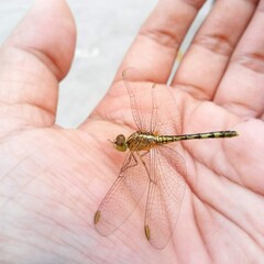close up of dragonfly , dragofly on hand