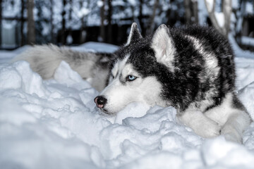 Portrait Siberian husky dog lying on the snow in winter forest