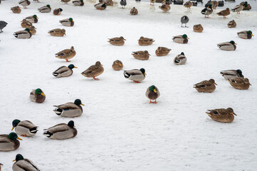 Fototapeta premium swan duck birds on a frozen lake in Mragowo