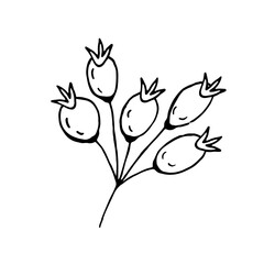 Rose hips, doodle on a white background. Hand drawing. Vector.