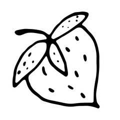 Strawberries with leaves on a white background. Scribble. Vector illustration. Hand drawing.