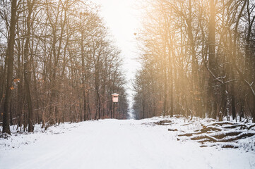 Beautiful winter landscape: snowy forest on sunny day. Snowy forest.