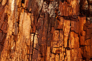 Old tree bark pattern texture close up