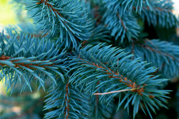 Naklejka na ściany i meble Blue spruce branches, close up
