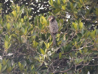 bird