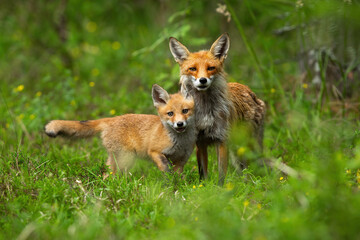 Young red fox, vulpes vulpes, cub cuddling with its mother in spring nature. Juvenile mammal with...