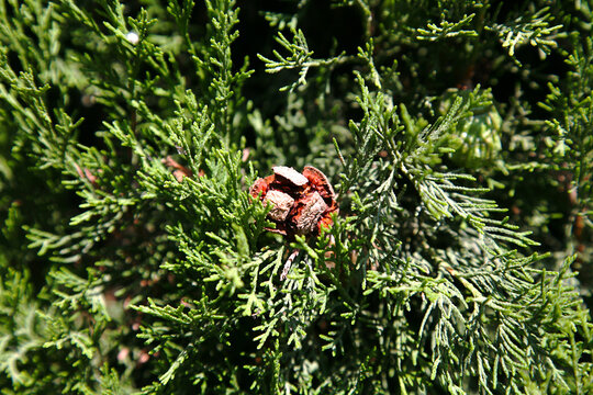 Fruto abierto de cipr&eacute;s, Cupressus sempervirens, apunto de esparcir sus semillas.