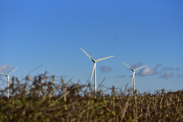 Wind turbines against the blue clear sky.
