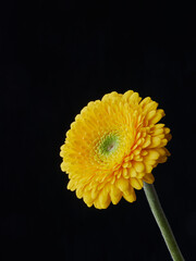 Modern flower bouquet of different colors, colorful bouquet of flowers.Gerberas, daisies, and...