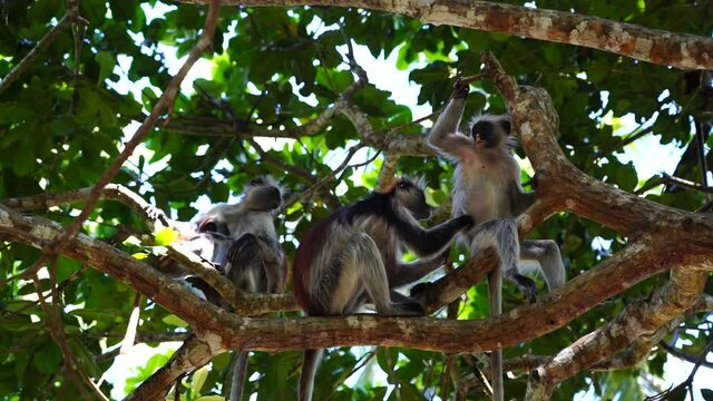 Wild red colobus monkey sitting on the branch in tropical forest on the island of Zanzibar, Tanzania, East Africa