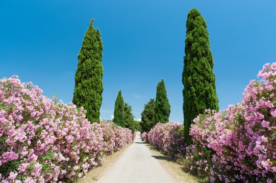 Flowers and tree, Summer in the countryside