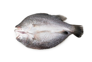 Asian sea bass fish on white background