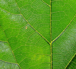 Green leaf fiber background pattern.