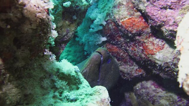 Giant Morey eel (Gymnothorax javanicus) is very common for Red sea. Red sea murena murey coral reef underwater deep dive Egypt