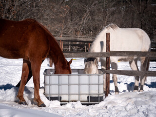 Horses drinking on a cold winter morning.