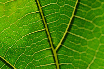 Green leaf fiber background pattern.