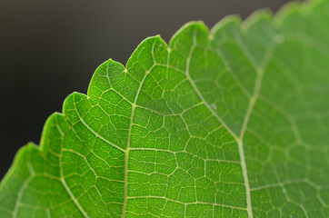 Soft blurred background, green natural, moist, bright, pastel color background with soft gradient wallpaper.