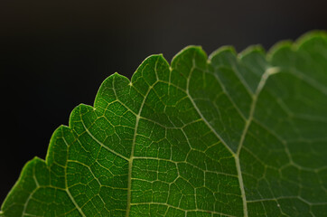 Soft blurred background, green natural, moist, bright, pastel color background with soft gradient wallpaper.