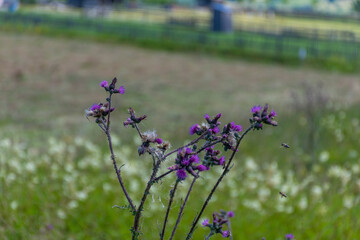 field of lavender