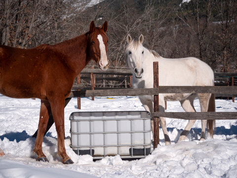 Horses about to drink on a cold winter morning.