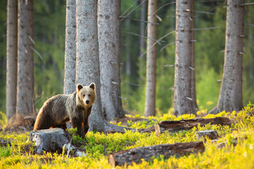 Sad brown bear, ursus arctos, looking at the stump and cut down tree with copy space. Concept of...