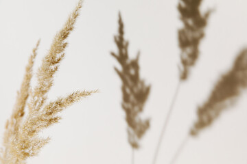 Pampas grass branch on pastel neutral beige background. Flat lay. Minimal, styled concept for...