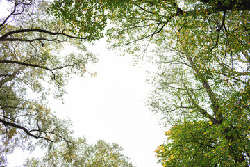 Crowns of yellow trees, blue sky, top from below, copy space