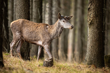 Naklejka na ściany i meble Red deer, cervus elaphus, without shed antlers walking in forest in spring nature. Hairy stag moving in woodland. Brown wild mammal observing in wilderness.