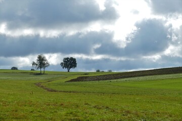 Grüne Felder mit zwei Bäumen im Hintergrund und Wolkenhimmel