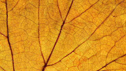 Naklejka na ściany i meble Translucent dry leaf fibers, magnified images have natural patterns and textures as a beautiful background.