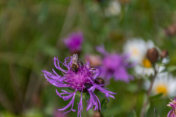 bee on a flower