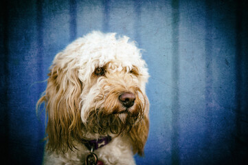 portrait of a cockapoo dog