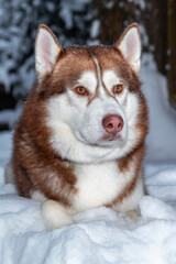 Portrait red Siberian husky dog lying on the snow in winter forest