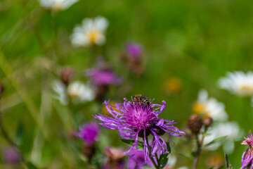 bee on a flower
