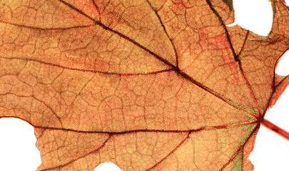 Dry leaves have natural veins that are beautiful background.