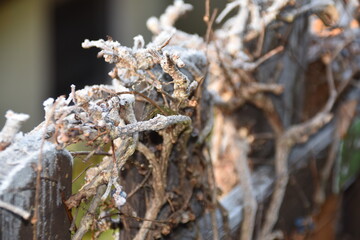 Gartenzaun mit Reif