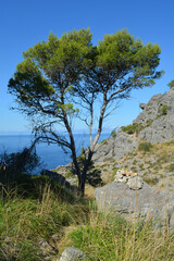 Fototapeta na wymiar Baum an der Küste nahe Son Augustinus an einem Wanderweg nach Port de Sóller, Mallorca, Spanien