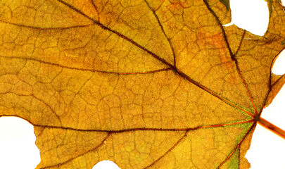 Translucent dry leaf fibers, magnified images have natural patterns and textures as a beautiful background.