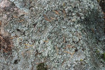 Moss on the rocks, background texture in nature