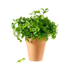 Parsley herb in ceramic pot isolated on white