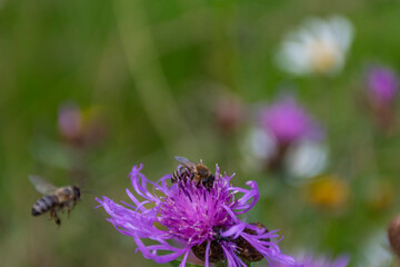 bee on a flower