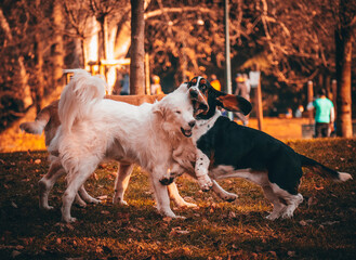 jack russell terrier