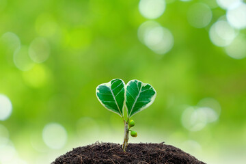 Plant growing out of a heart shaped soil with bokeh background. Ecology concept and love nature concept