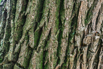 Tree covered bright green moss lichen bark in rainforest, texture