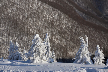 Fozen Trees In Snowy Winter, frosty weather. Beech mountain forest in winter