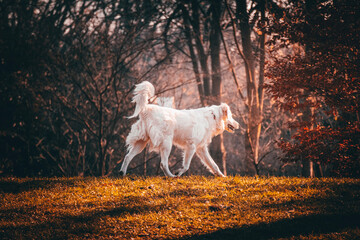 white dog running